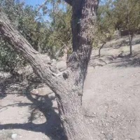 خرید و برش درختان در محل|خدمات باغبانی و درختکاری|بیرجند, |دیوار