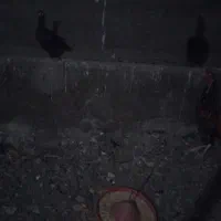 مرغ لاری ۱۲ عدد ۲عدد خوروس اصل لاری بقیه مرغ