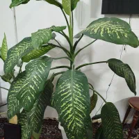 گل دیفن باخیا