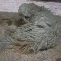 واگذاری رایگان سگ شیتزو