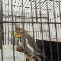 عروس هلندی خاکستری|پرنده|هشتگرد, هشتگرد قدیم|دیوار