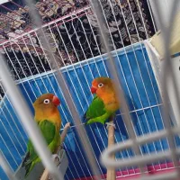 طوطی برزیلی