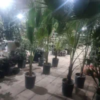 نخل پالم واشینگتن