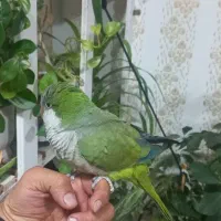 طوطی راهب سبز دستی و سخنگو|پرنده|دزفول, |دیوار