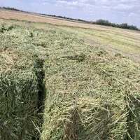 علف یونجه