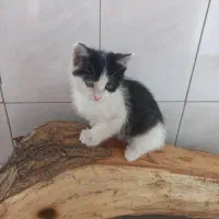 واگذاری لئو