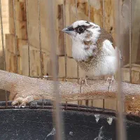 یک جفت بنگال قیمت ارزان|پرنده|تهران, مطهری|دیوار