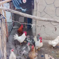 تعدادی مرغ و خروس