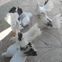 کبوتر|پرنده|آباده, |دیوار