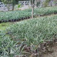 یوکا سه و نیم|گل و گیاه طبیعی|گرگان, |دیوار