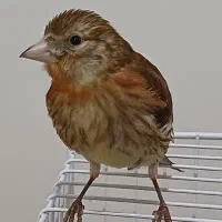 جوجه سهره قناری  با بهترین سرلاک بزرگ شدن