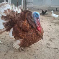 بوقلمون نر مست یک ساله بوربون