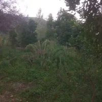 فروش ۴۵۰ متر متری شش میلیون تومان است|فروش دفتر صنعتی، کشاورزی، تجاری|اطاقور, |دیوار