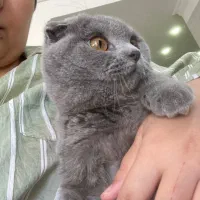 گربه اسکاتیش