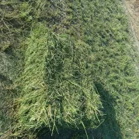 یونجه سبزوخشک