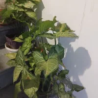 گل وگلدان|گل و گیاه طبیعی|تهران, سردارجنگل|دیوار