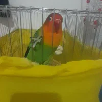 جفت طوطی برزیلی ۷ رنگ|پرنده|دورود, |دیوار