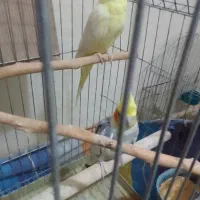 عروس هلندی نر وماده سخنگو|پرنده|تهران, جیحون|دیوار