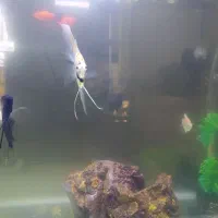 آکواریوم شیشه خم همراه با لوازم