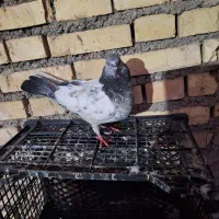 فروش کبوتردم سفیدنر(امیدیه)