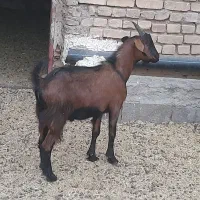 کهره نر الپاین یه ساله اصل نژاد پر شیر