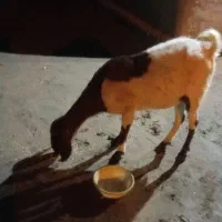 بز و نری|حیوانات مزرعه|گنبکی, |دیوار