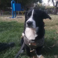 واگذاری سگ اشپیتز نر