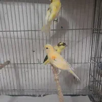 قناری|پرنده|قم, نیروگاه|دیوار