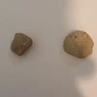 دوعدد فسیل بسیار قدیمی وزیبا|کلکسیون اشیاء عتیقه|همدان, |دیوار
