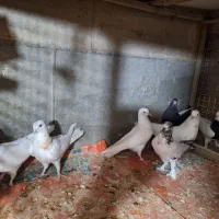هفت تا کبوتر دوتاشون جفت جوجه داده