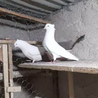 چشم نوک سفید اراکی