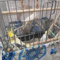 عروس هلندی|پرنده|سروآباد, |دیوار