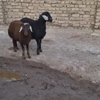 یک جفت بره قوچ چال