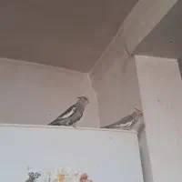 دو پرنده عروس هلندی نر و ماده|پرنده|نقده, |دیوار