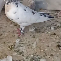 کبوتر|پرنده|مشکین‌دشت, |دیوار
