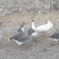 غاز محلی