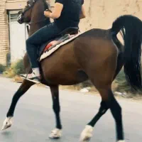 مادیان همچیز تموم