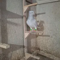 کبوتر|پرنده|محمدیه-قزوین, |دیوار