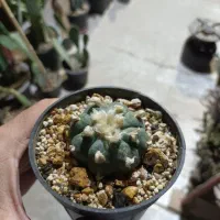 کاکتوس|گل و گیاه طبیعی|شاهین‌شهر, طالقانی|دیوار