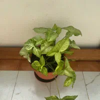 گل های طبیعی سرحال