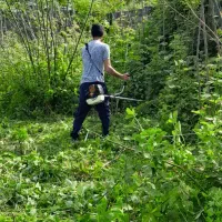 علف تراشی و چمن زنی و قطع انواع درخت|خدمات باغبانی و درختکاری|سرخرود, |دیوار