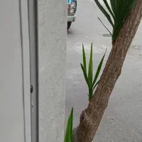 یوکا وگلهای آپارتمانی