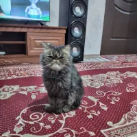 گربه