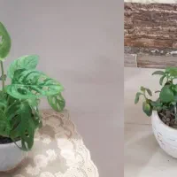 230 تومن دوتا با هم / تکی فروشی نیست