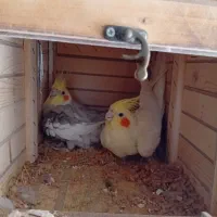 جفت عروس هلندی