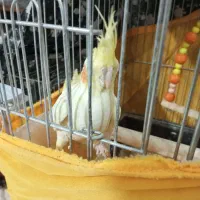 عروس هلندی|پرنده|اسلامشهر, شهرک انبیا|دیوار