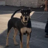 پژدر چهار چشم