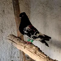 کبوتر کله سیاه