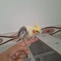 یک جفت عروس هلندی