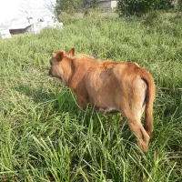 ۲راس لیشه عروسک گاو ورزا